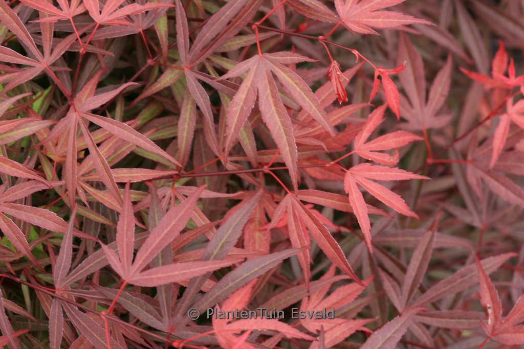 Acer palmatum ‚Beni-ubi-gohon‘