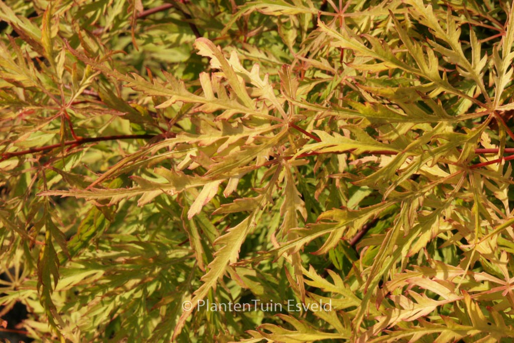 Acer palmatum ‚Berrima Bridge‘