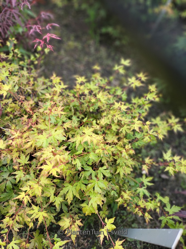 Acer palmatum ‚Berry Dwarf‘