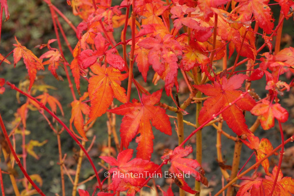 Acer palmatum ‚Bi-hoo‘