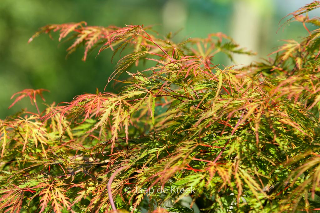 Acer palmatum ‚Birthday Wishes‘