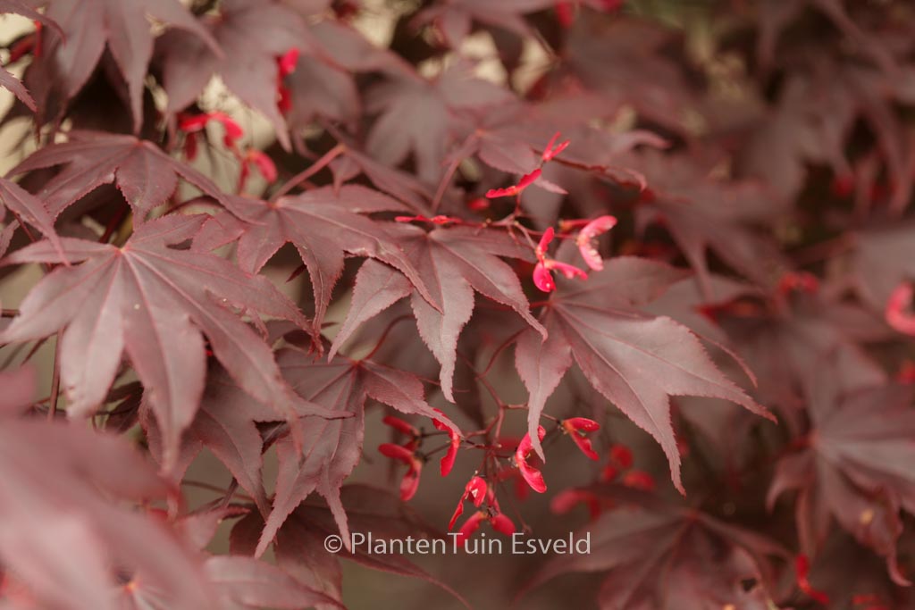 Acer palmatum ‚Bloodgood‘