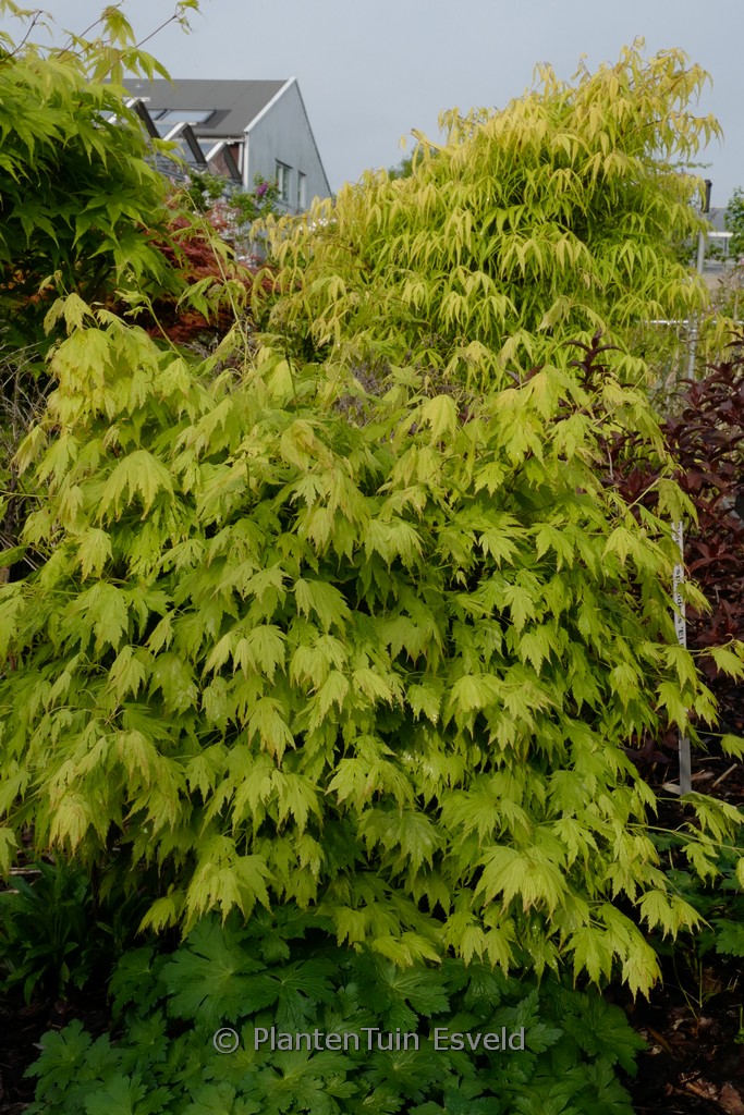 Acer palmatum ‚Bob’s Big Green‘