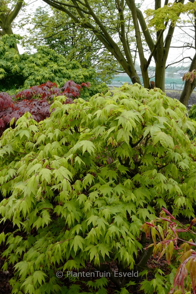 Acer palmatum ‚Bonnie Bergman‘
