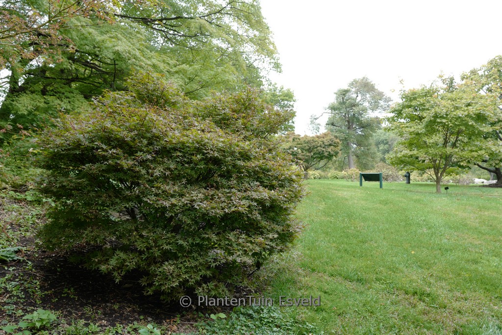Acer palmatum ‚Brandt’s Dwarf‘