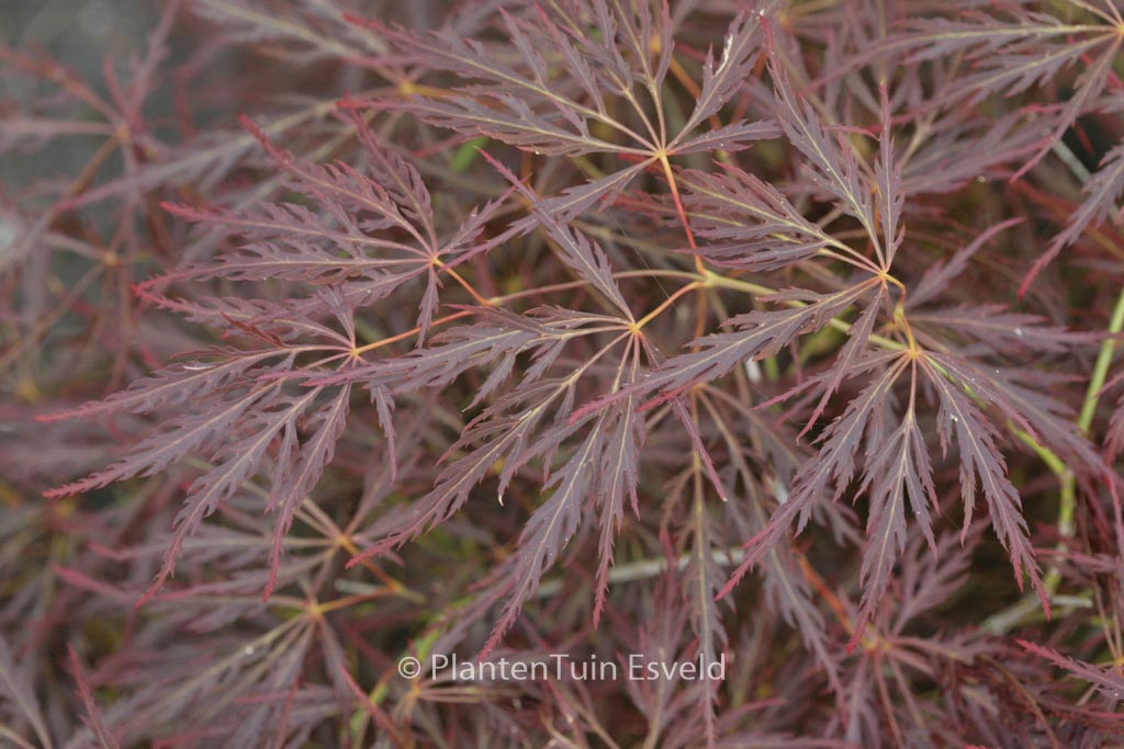 Acer palmatum ‚Brocade‘
