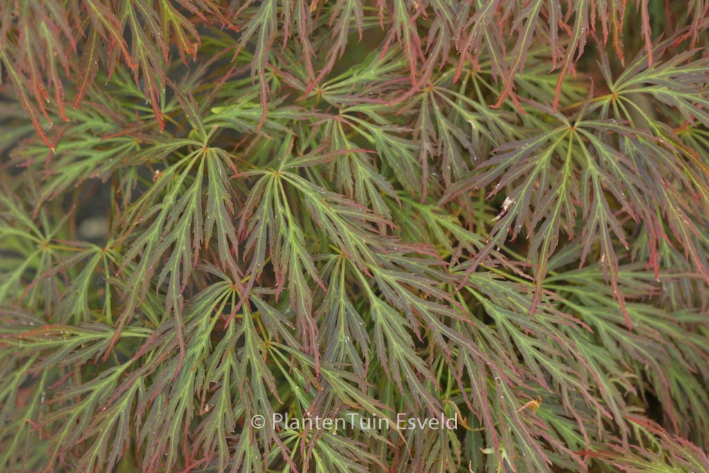 Acer palmatum ‚Bronzewing‘