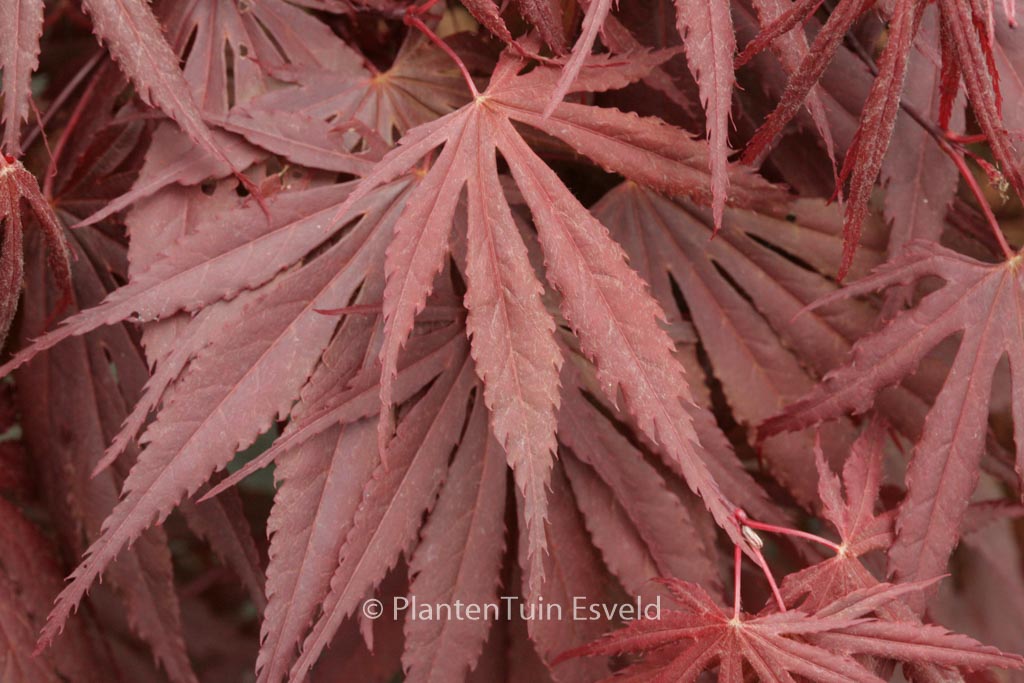 Acer palmatum ‚Bujo-ji‘