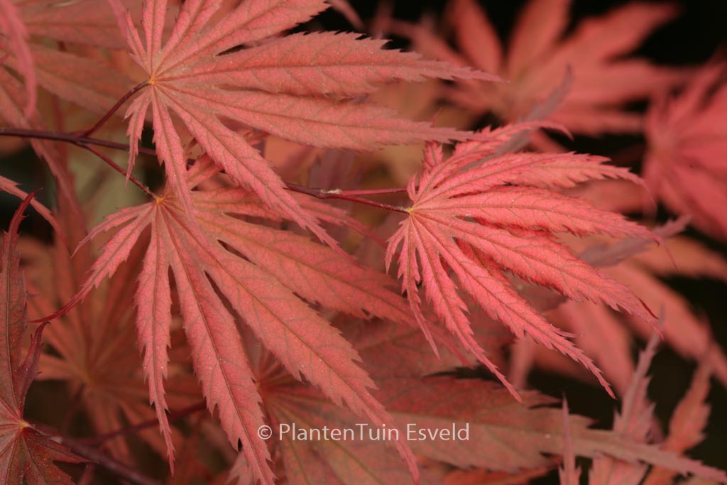 Acer palmatum ‚Bultinck‘