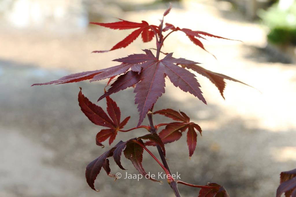 Acer palmatum ‚Burgundy Flame‘