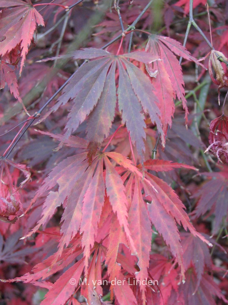 Acer palmatum ‚Burgundy Lace‘