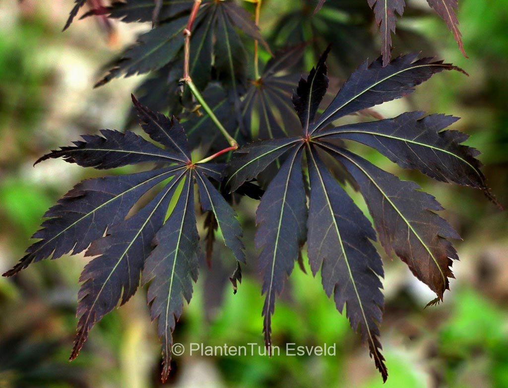 Acer palmatum ‚Burgundy Lime‘