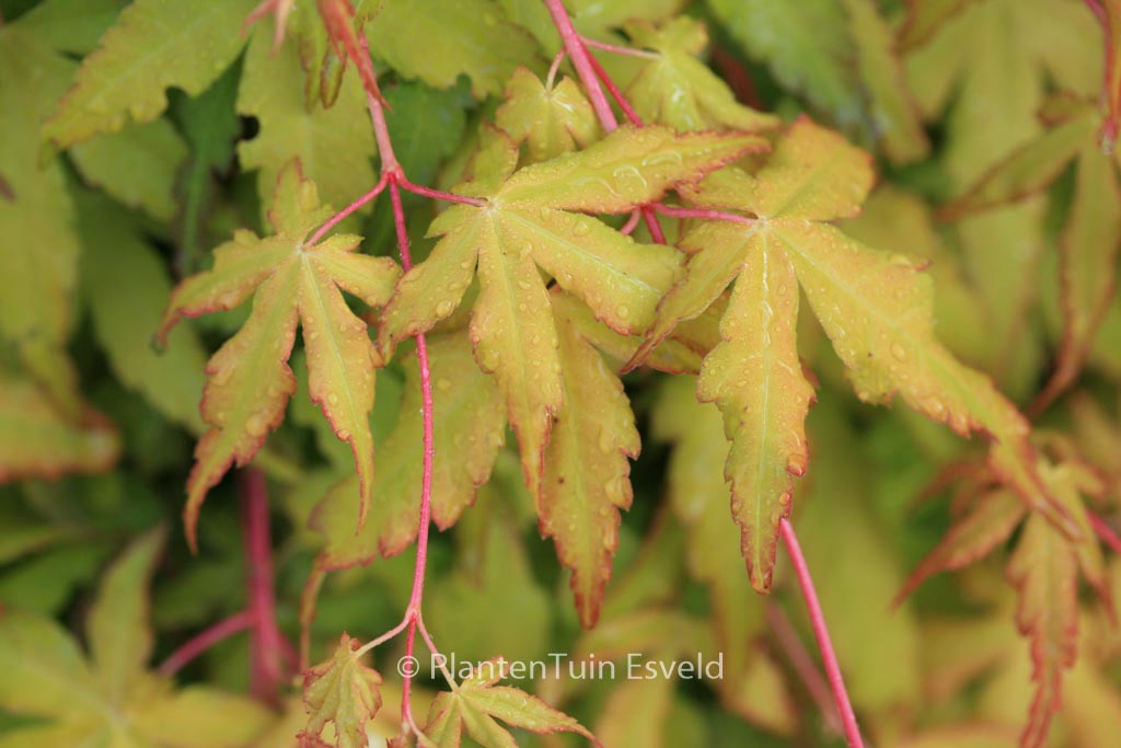 Acer palmatum ‚Callico‘