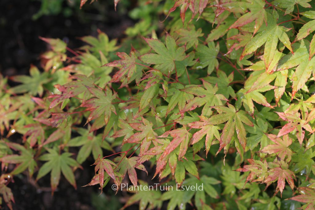 Acer palmatum ‚Caperci Dwarf‘
