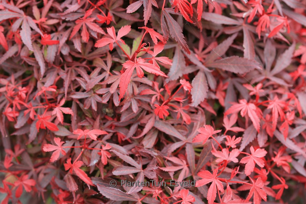 Acer palmatum ‚Carll’s Corner Broom‘