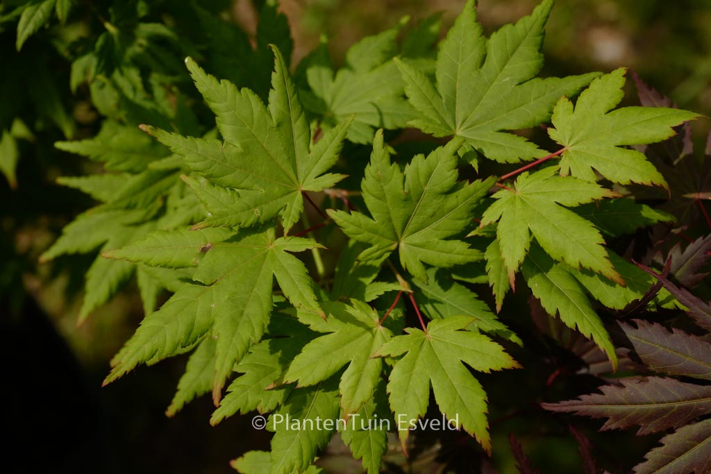 Acer palmatum ‚Charlotte-Helene‘