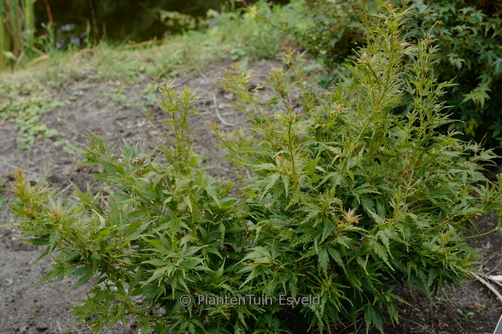 Acer palmatum ‚Chiri-hime‘