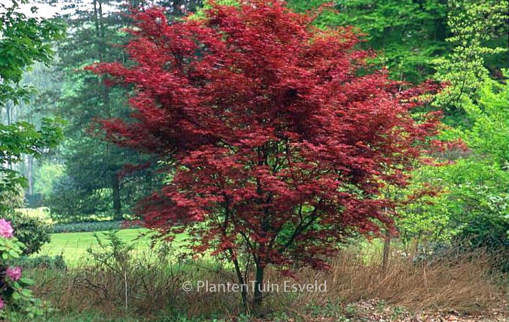 Acer palmatum ‚Chishio‘