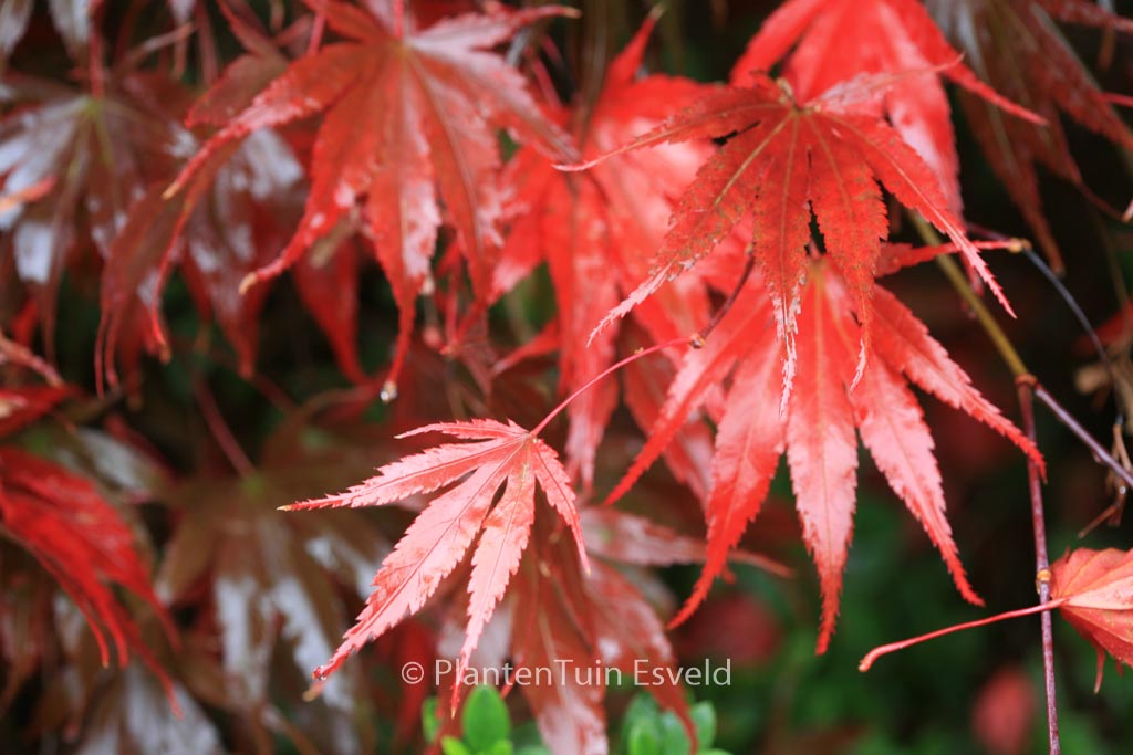 Acer palmatum ‚Chitose-yama‘