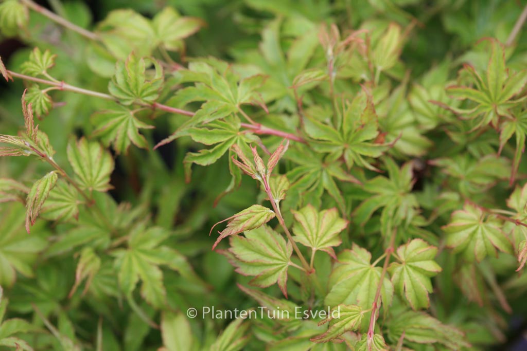 Acer palmatum ‚Chiyo-hime‘