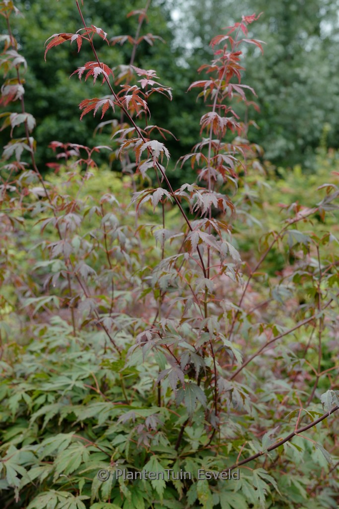 Acer palmatum ‚Chokei-ji‘