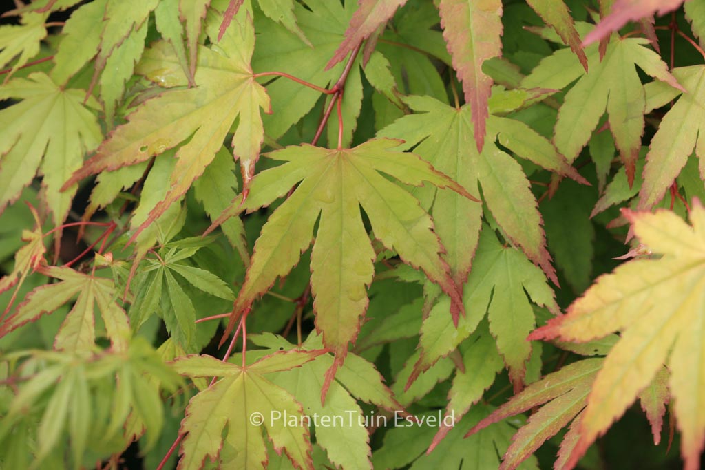 Acer palmatum ‚Chūgū-ji‘