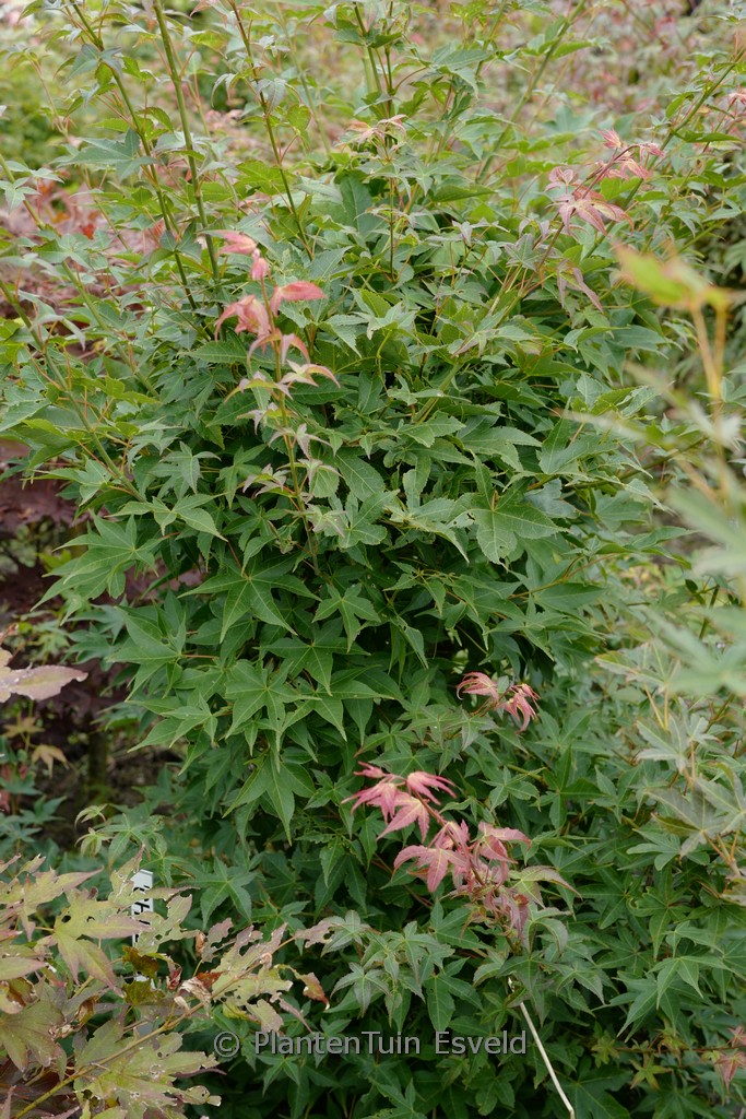 Acer palmatum ‚Chuzen-ji‘