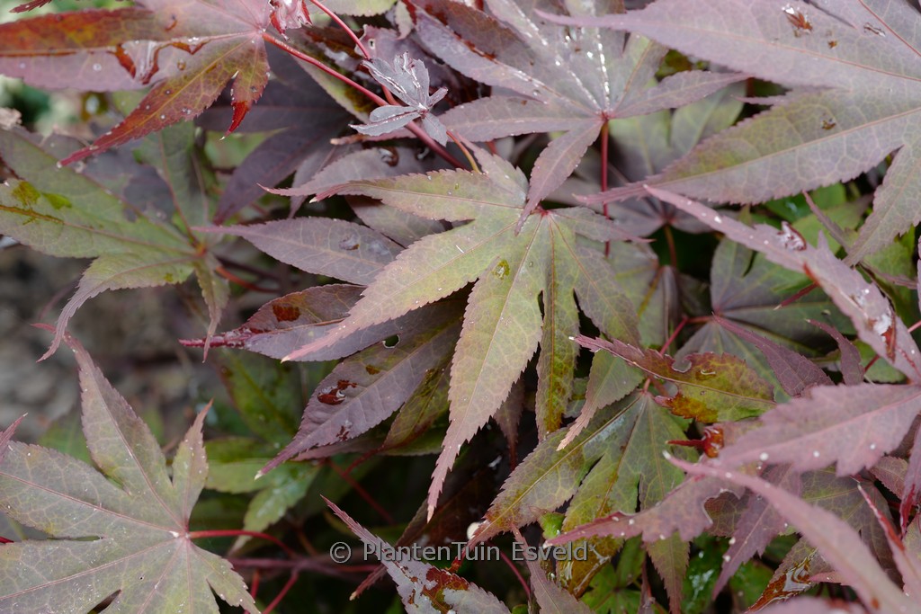 Acer palmatum ‚Collingwood Ingram‘