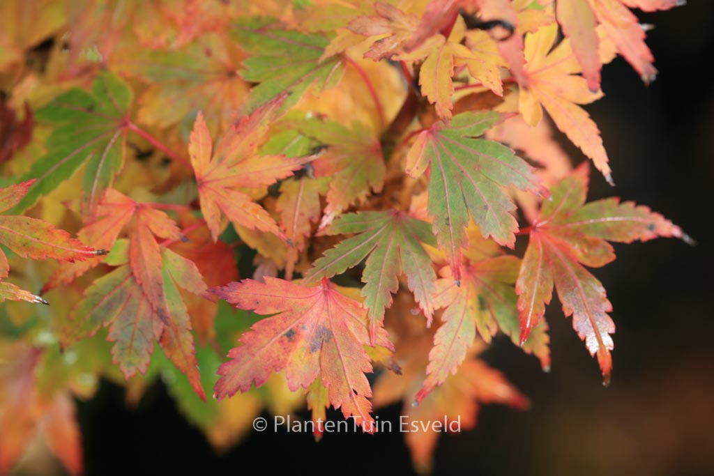 Acer palmatum ‚Coonara Pygmy‘