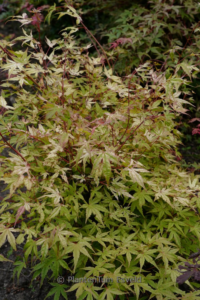 Acer palmatum ‚Coral Magic‘
