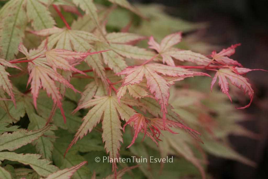 Acer palmatum ‚Coral Pink‘