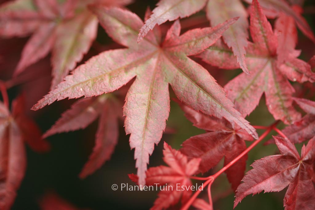 Acer palmatum ‚Corallinum‘