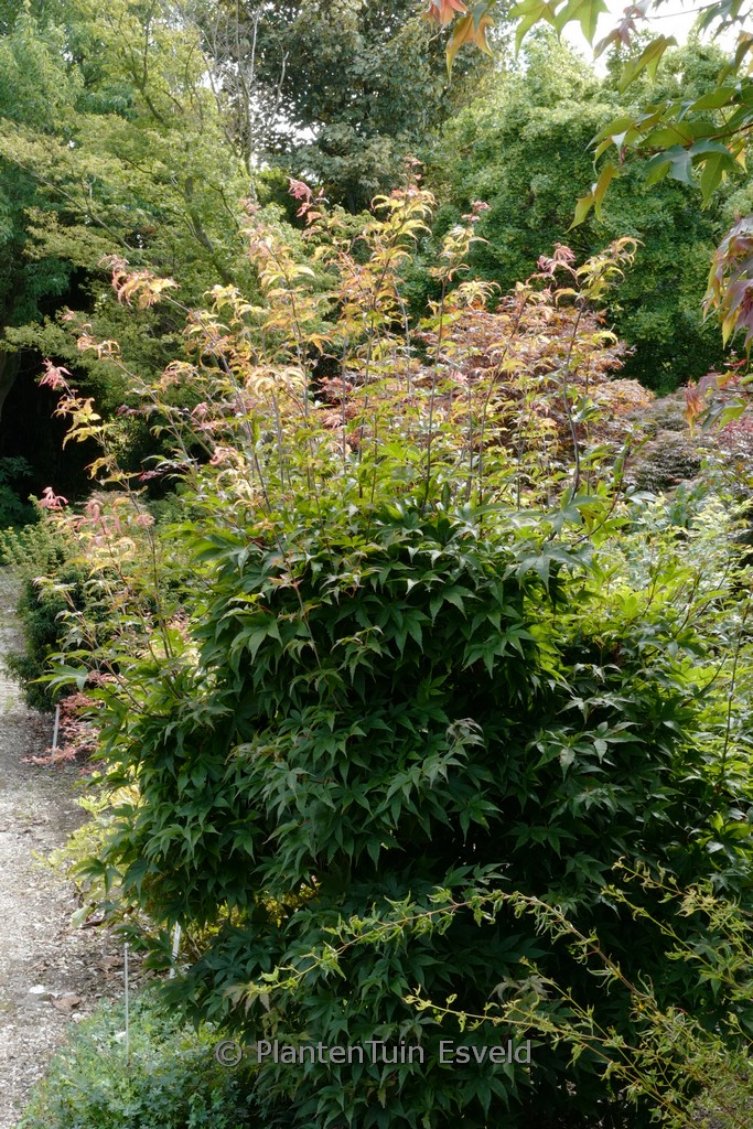 Acer palmatum ‚Coupe Soleil‘