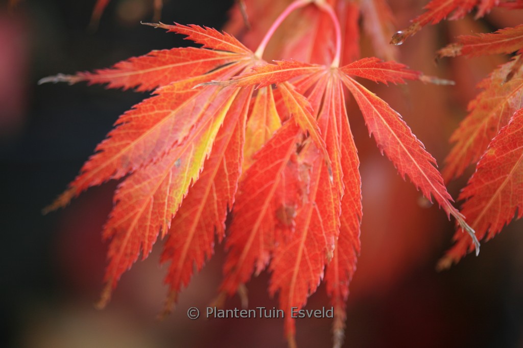 Acer palmatum ‚Crimson Carole‘
