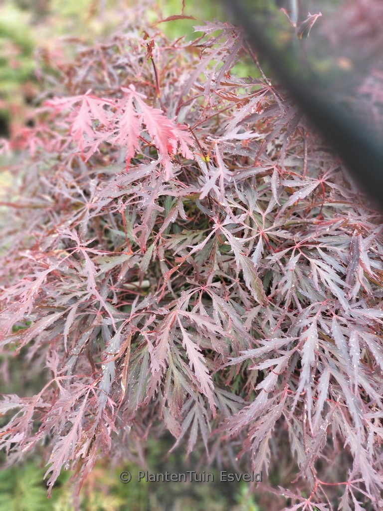 Acer palmatum ‚Crimson Princess‘