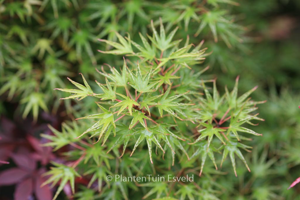 Acer palmatum ‚Crippsii‘