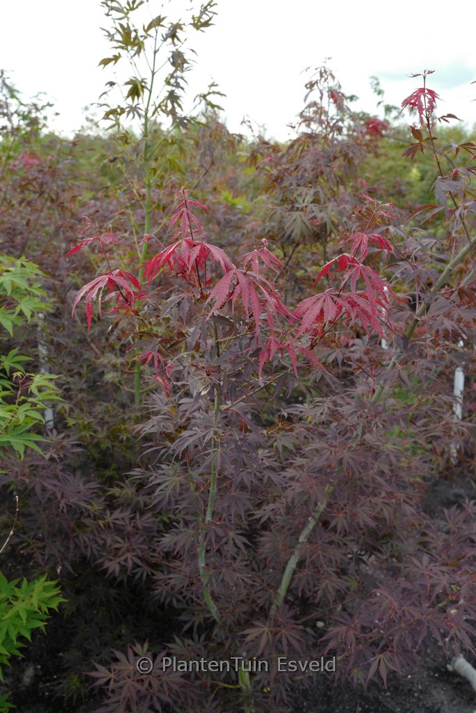 Acer palmatum ‚Cristie Ann‘