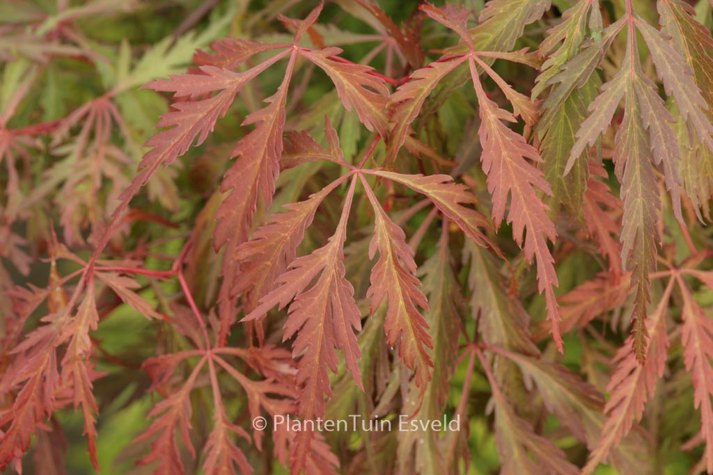 Acer palmatum ‚Dai‘