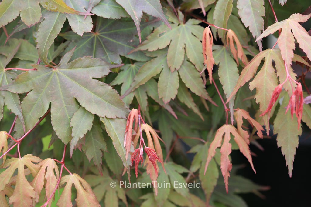 Acer palmatum ‚Daiji-sen‘