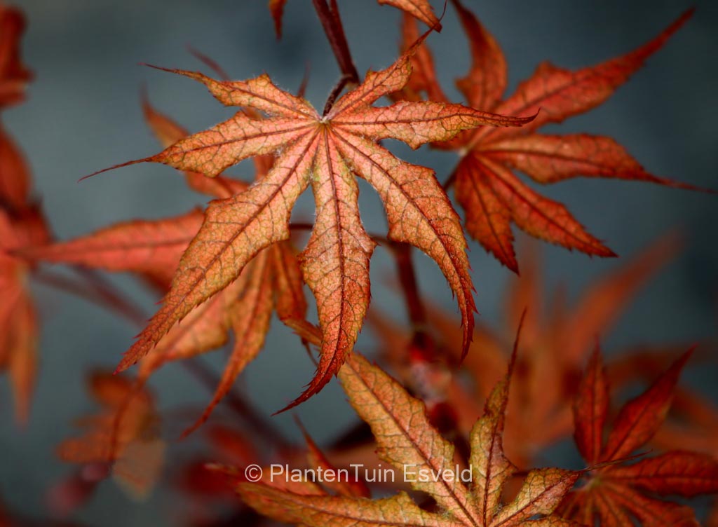 Acer palmatum ‚Dark Ghost‘