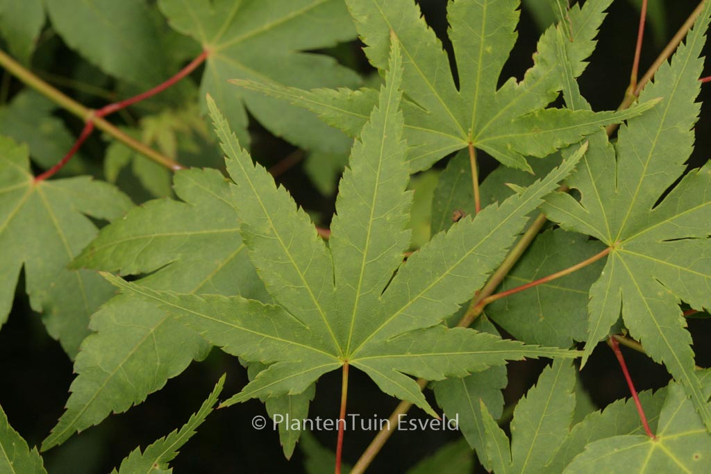 Acer palmatum ‚Dave Verkade‘