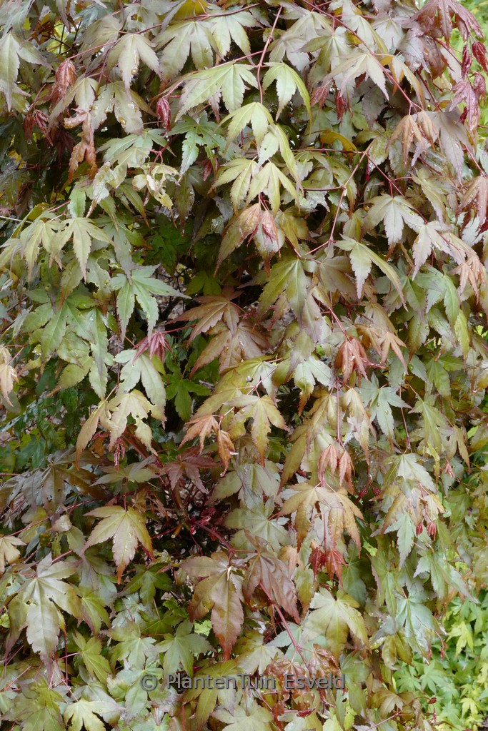 Acer palmatum ‚De-shohjoh-nishiki‘