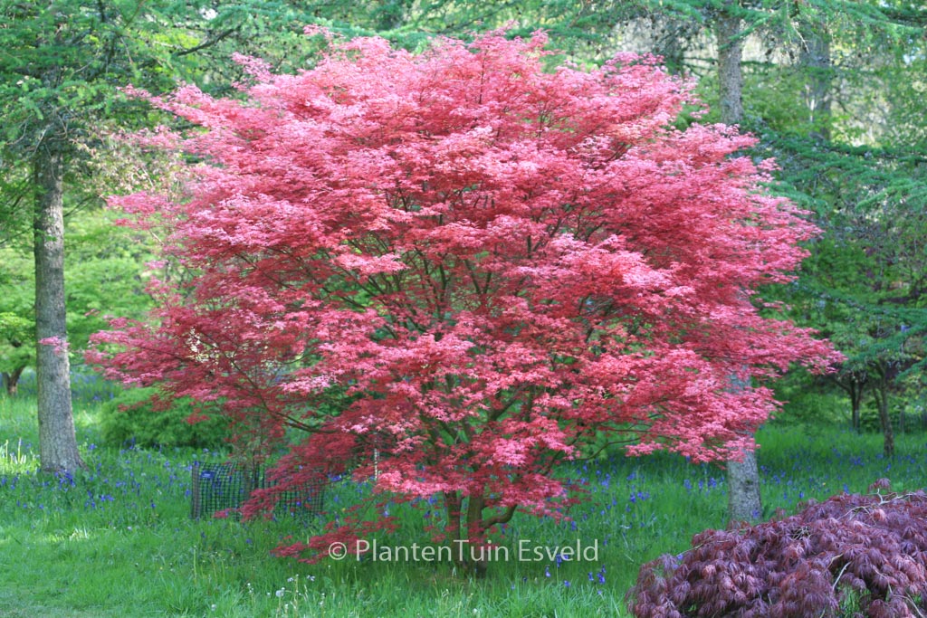 Acer palmatum ‚De-shohjoh‘