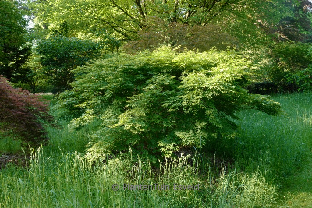 Acer palmatum ‚Diana‘