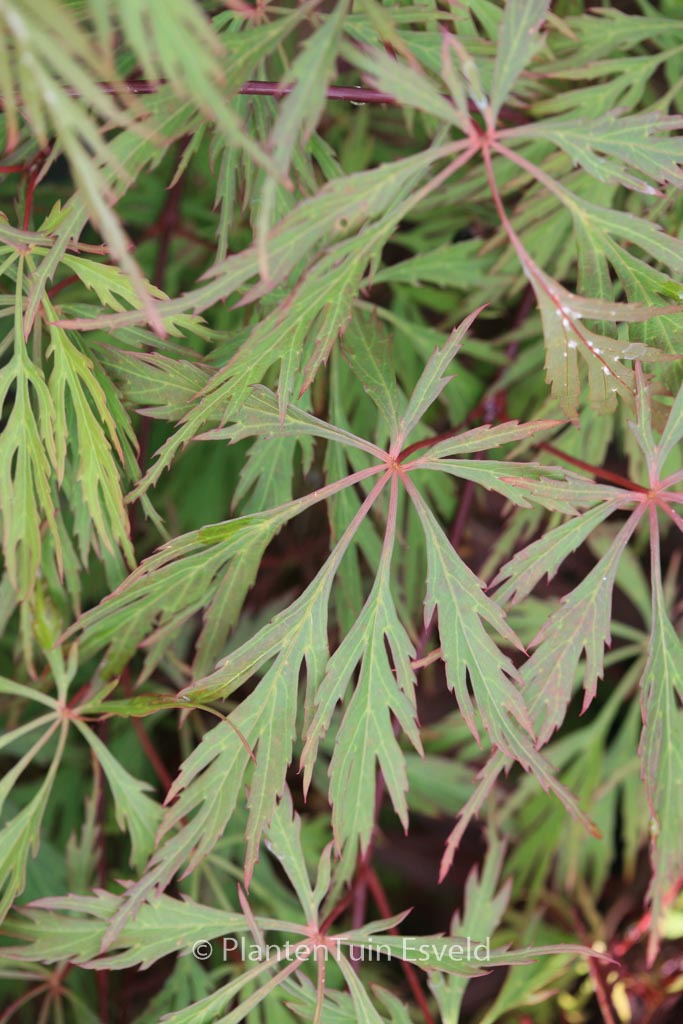 Acer palmatum ‚Diana’s Gem‘