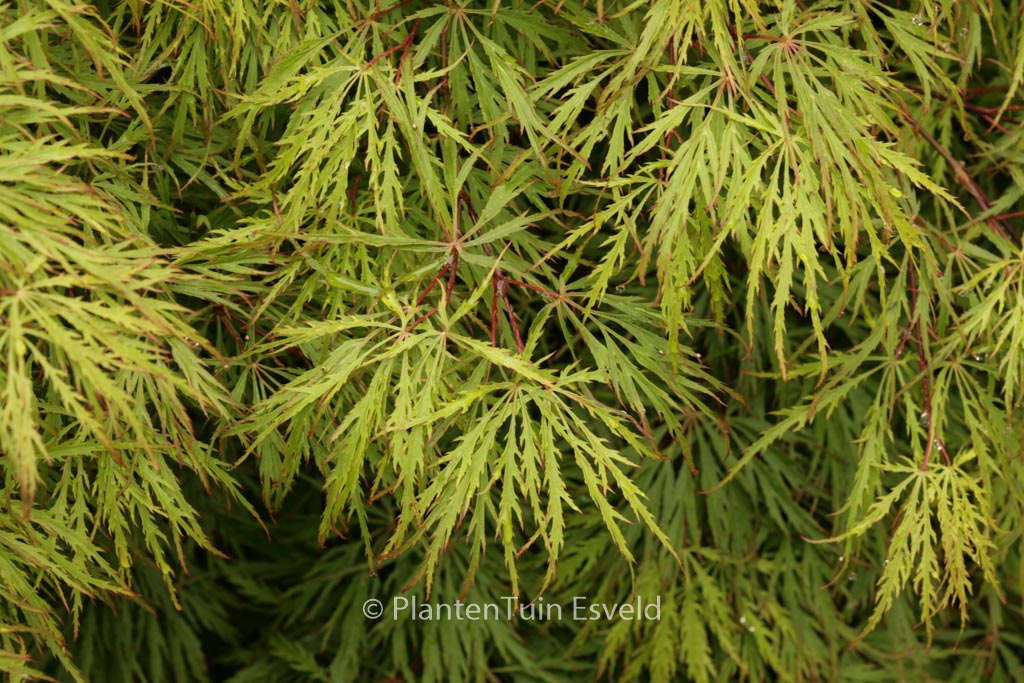 Acer palmatum ‚Dissectum Rubrum‘