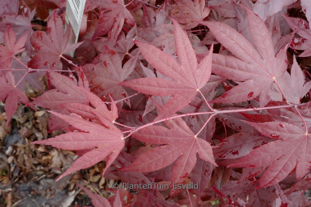 Acer palmatum ‚Dolly Hill‘