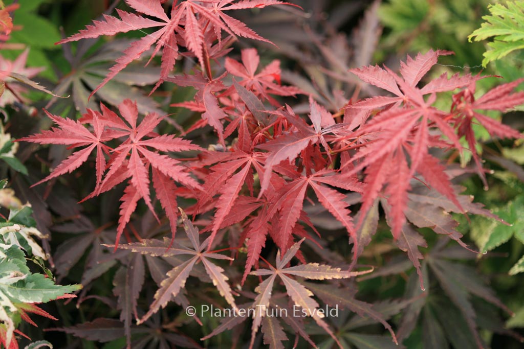 Acer palmatum ‚Donzuru-boh‘