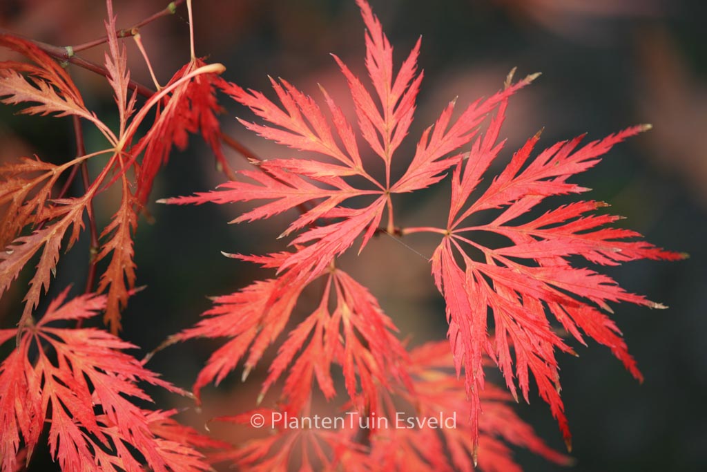 Acer palmatum ‚Dr. Baker‘