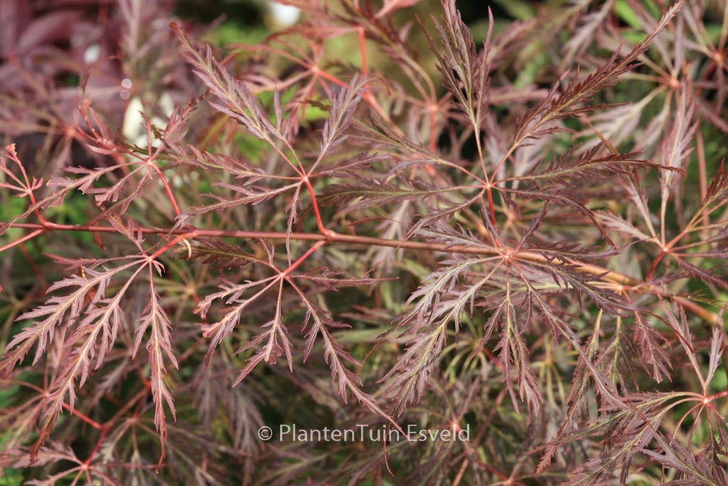 Acer palmatum ‚Dr. Brown‘